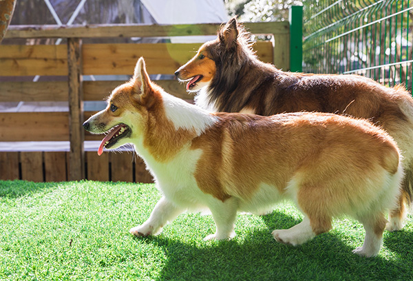 愛犬と過ごす